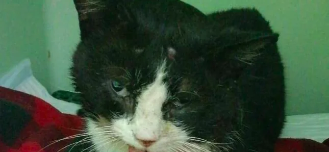 Gatto massacrato di botte torna a stare bene